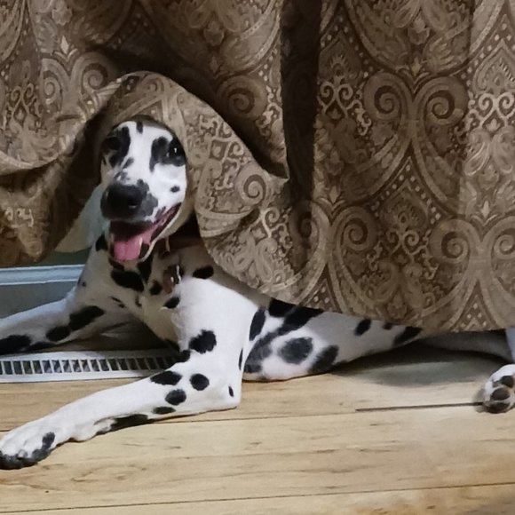 Meet your Posher, Ruth - Picture 9 of 13